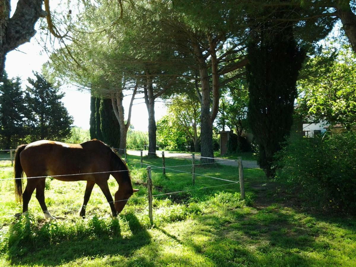 Agriturismo Piana Arborello Hotel Magliano in Toscana Buitenkant foto
